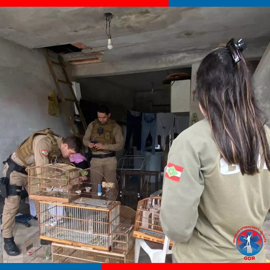 Aves silvestres são resgatadas em residência de São Francisco do Sul (1)