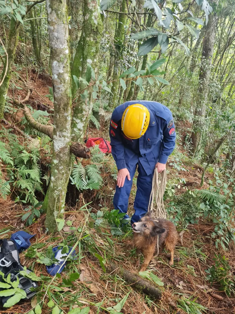 Cachorro é resgatado após cair em poço de 15 metros em SC