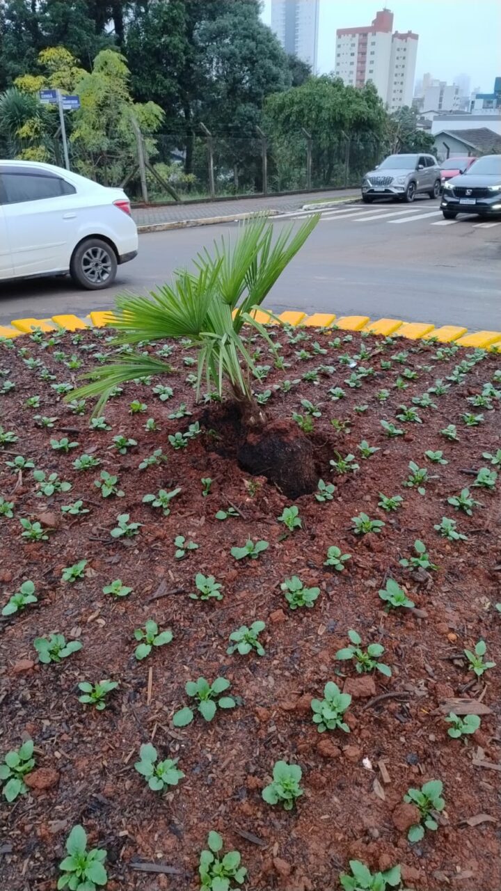 Furto de plantas em rotatórias de Chapecó gera alerta no município