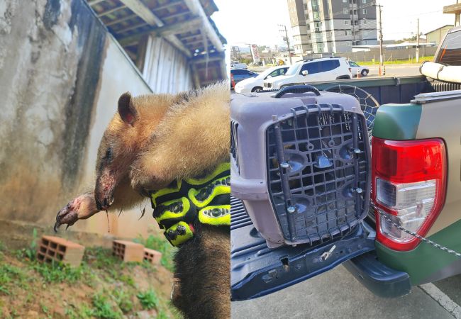 Bombeiros resgatam tamanduá-mirim ferido gravemente em SC