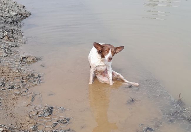 Cachorro ferido é resgatado às margens do rio Itajaí-Açu em Blumenau