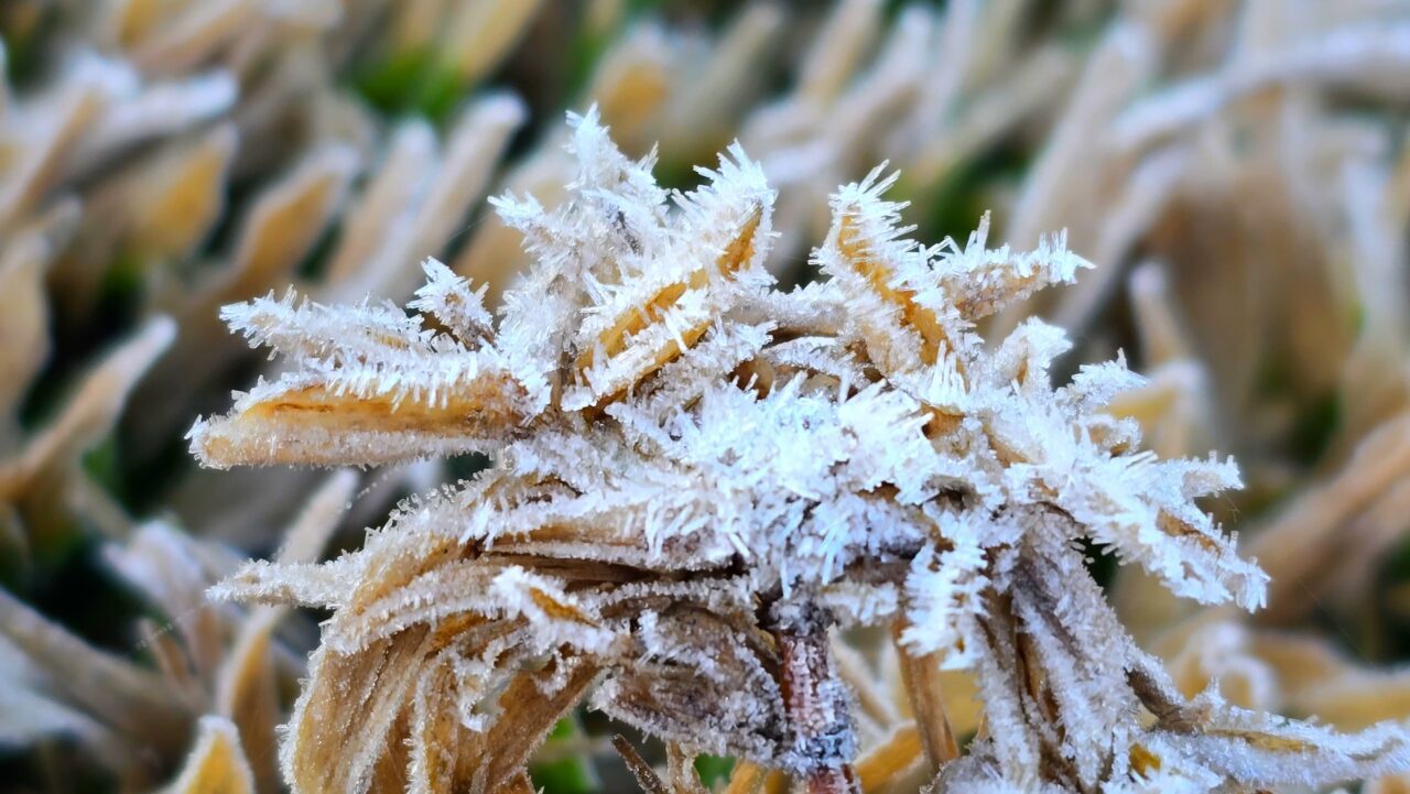 Geada e temperatura negativa marcam o amanhecer em municípios da Serra