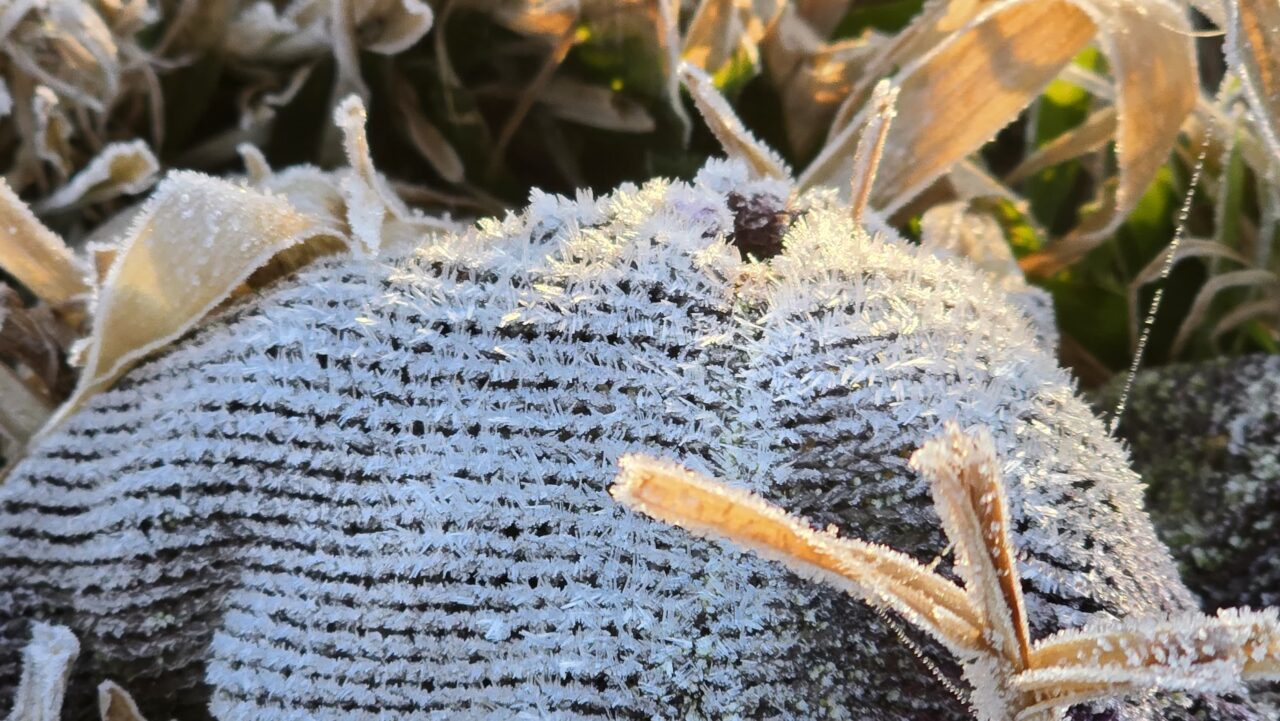 Geada e temperatura negativa marcam o amanhecer em municípios da Serra