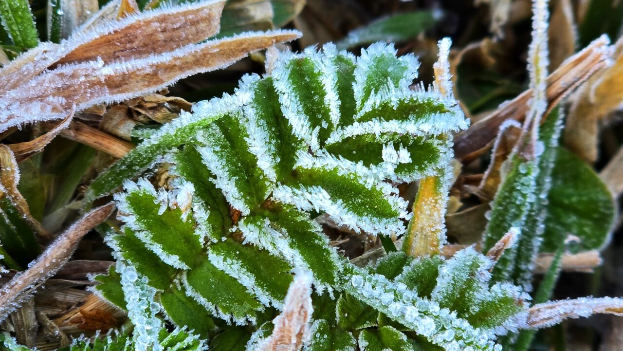 Geada e temperatura negativa marcam o amanhecer em municípios da Serra