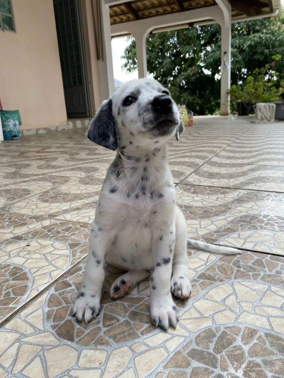 Golden-shitzu? Usuária viraliza ao compartilhar caso de golden retriever grávida de shih tzu