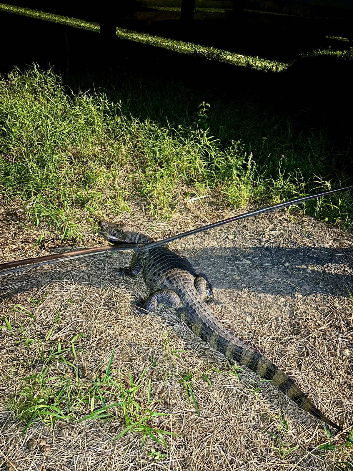 Jacaré de quase 2 metros é capturado em SC; veja imagens