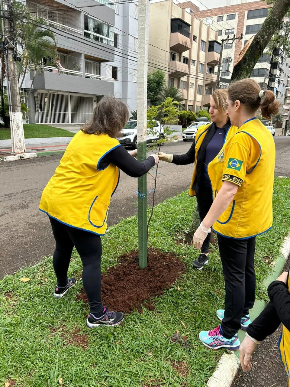 Lions Clube Chapecó Desbravador realiza plantio de árvores no centro da cidade