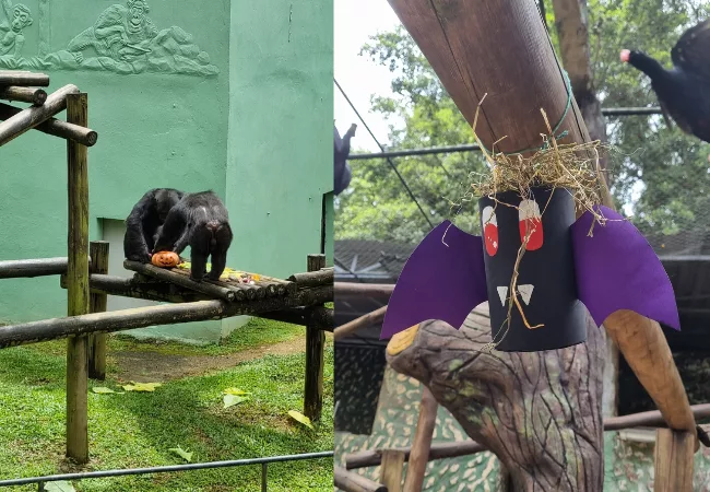 Doces ou travessuras? Animais curtem Halloween no Bioparque Zoo Pomerode; veja fotos