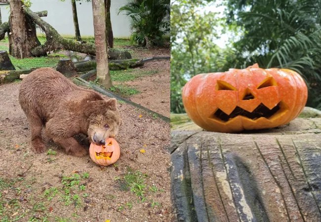 Doces ou travessuras? Animais curtem Halloween no Bioparque Zoo Pomerode; veja fotos