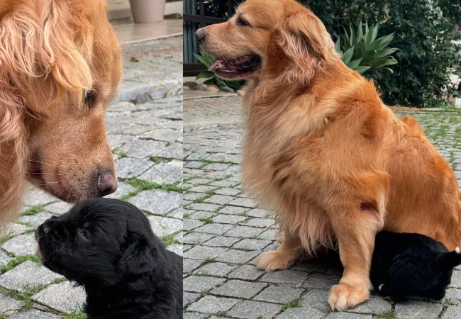 Golden-shitzu? Usuária viraliza ao compartilhar caso de golden retriever grávida de shih tzu