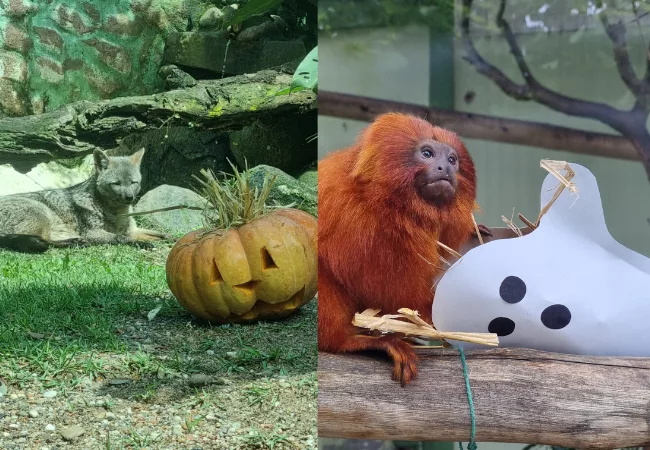 Doces ou travessuras? Animais curtem Halloween no Bioparque Zoo Pomerode; veja fotos