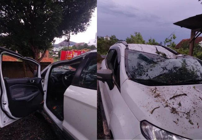 Carros ficam destruídos após árvore centenária cair sobre eles no Alto Vale